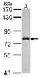 Phospholipase C Delta 1 antibody, NBP2-19810, Novus Biologicals, Western Blot image 