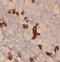 Major Histocompatibility Complex, Class II, DR Beta 5 antibody, FNab03909, FineTest, Immunohistochemistry paraffin image 