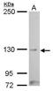Myelin transcription factor 1 antibody, GTX128188, GeneTex, Western Blot image 