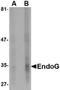 Endonuclease G, mitochondrial antibody, TA319644, Origene, Western Blot image 