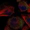 TRNA Methyltransferase 61B antibody, NBP1-83640, Novus Biologicals, Immunofluorescence image 
