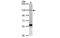 Zinc Finger Protein 574 antibody, MBS837197, MyBioSource, Western Blot image 