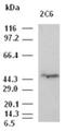Mitogen-Activated Protein Kinase 8 antibody, ADI-905-894-100, Enzo Life Sciences, Western Blot image 
