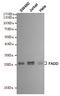 Fas Associated Via Death Domain antibody, STJ99184, St John