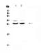 MAX Dimerization Protein 1 antibody, A06485-1, Boster Biological Technology, Western Blot image 
