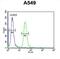 BUB1 Mitotic Checkpoint Serine/Threonine Kinase antibody, abx032523, Abbexa, Flow Cytometry image 