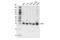 HUS1 Checkpoint Clamp Component antibody, 16416S, Cell Signaling Technology, Western Blot image 