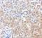 NPC Intracellular Cholesterol Transporter 1 antibody, A00428, Boster Biological Technology, Immunohistochemistry frozen image 