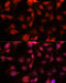CD34 antibody, 13-276, ProSci, Immunofluorescence image 