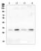 Penta-EF-Hand Domain Containing 1 antibody, A09591-2, Boster Biological Technology, Western Blot image 