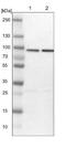 Heat Shock Protein Family A (Hsp70) Member 12B antibody, NBP1-88293, Novus Biologicals, Western Blot image 