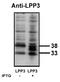Phospholipid Phosphatase 3 antibody, AP05146PU-N, Origene, Western Blot image 