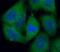 NF-kappa-B inhibitor alpha antibody, FNab04196, FineTest, Immunofluorescence image 