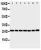 Calcyclin Binding Protein antibody, PA1759, Boster Biological Technology, Western Blot image 