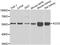 1-Aminocyclopropane-1-Carboxylate Synthase Homolog (Inactive) antibody, A7395, ABclonal Technology, Western Blot image 
