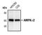 Protein Kinase AMP-Activated Catalytic Subunit Alpha 2 antibody, PA5-17396, Invitrogen Antibodies, Western Blot image 