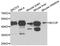 BRCA2 and CDKN1A-interacting protein antibody, PA5-76424, Invitrogen Antibodies, Western Blot image 