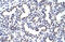 Protein Wnt-2b antibody, 29-542, ProSci, Enzyme Linked Immunosorbent Assay image 