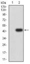 5-Hydroxytryptamine Receptor 3B antibody, NBP2-61787, Novus Biologicals, Western Blot image 