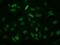 ECRG4 Augurin Precursor antibody, NBP2-00599, Novus Biologicals, Immunofluorescence image 
