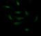 Cadherin-3 antibody, LS-B13557, Lifespan Biosciences, Immunofluorescence image 