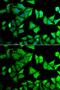 Ribosomal Protein S12 antibody, GTX33476, GeneTex, Immunofluorescence image 