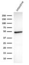 Keratin 18 antibody, NBP2-33082, Novus Biologicals, Western Blot image 