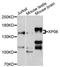 Ranbp20 antibody, abx126798, Abbexa, Western Blot image 