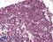 RAN, Member RAS Oncogene Family antibody, 45-133, ProSci, Western Blot image 
