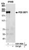 Rap Guanine Nucleotide Exchange Factor 2 antibody, A301-966A, Bethyl Labs, Immunoprecipitation image 