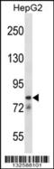 Cation channel sperm-associated protein 1 antibody, 56-787, ProSci, Western Blot image 