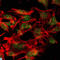 SET Domain Bifurcated Histone Lysine Methyltransferase 1 antibody, LS-C812592, Lifespan Biosciences, Western Blot image 