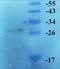 Oxidized Low Density Lipoprotein Receptor 1 antibody, orb6324, Biorbyt, Western Blot image 