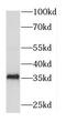 D-Box Binding PAR BZIP Transcription Factor antibody, FNab02258, FineTest, Western Blot image 