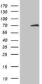 Hyaluronan Binding Protein 2 antibody, MA5-27128, Invitrogen Antibodies, Western Blot image 