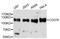 CD276 Molecule antibody, A10347, ABclonal Technology, Western Blot image 