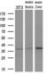 ERCC Excision Repair 1, Endonuclease Non-Catalytic Subunit antibody, GTX84550, GeneTex, Western Blot image 