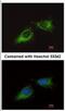 Mitochondrial Ribosomal Protein S23 antibody, NBP2-19412, Novus Biologicals, Immunocytochemistry image 