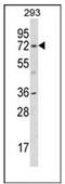 Potassium Voltage-Gated Channel Subfamily D Member 1 antibody, AP52302PU-N, Origene, Western Blot image 