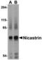 Nicastrin antibody, TA306370, Origene, Western Blot image 