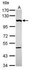 Nucleoporin 107 antibody, PA5-30774, Invitrogen Antibodies, Western Blot image 
