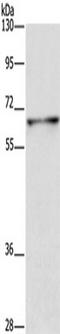 Drp3 antibody, TA350641, Origene, Western Blot image 