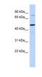 Zinc Finger And SCAN Domain Containing 1 antibody, NBP1-80437, Novus Biologicals, Western Blot image 