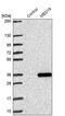 Mediator Complex Subunit 19 antibody, PA5-58980, Invitrogen Antibodies, Western Blot image 