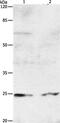 Mel antibody, PA5-50483, Invitrogen Antibodies, Western Blot image 