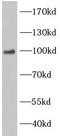 EWS RNA Binding Protein 1 antibody, FNab10142, FineTest, Western Blot image 