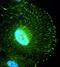 IQ Motif Containing B1 antibody, 15747-1-AP, Proteintech Group, Immunofluorescence image 