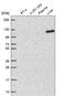 Dehydrogenase E1 And Transketolase Domain Containing 1 antibody, HPA066098, Atlas Antibodies, Western Blot image 