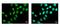 Zinc Finger MYND-Type Containing 11 antibody, GTX103403, GeneTex, Immunocytochemistry image 