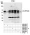 Lamina-associated polypeptide 2, isoforms beta/gamma antibody, A304-849A, Bethyl Labs, Immunoprecipitation image 